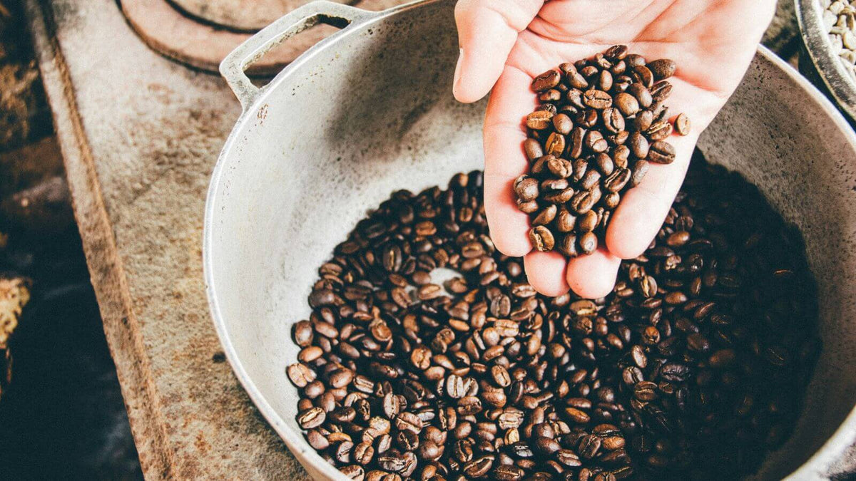 Hand holding freshly roasted coffee beans over a roasting pan