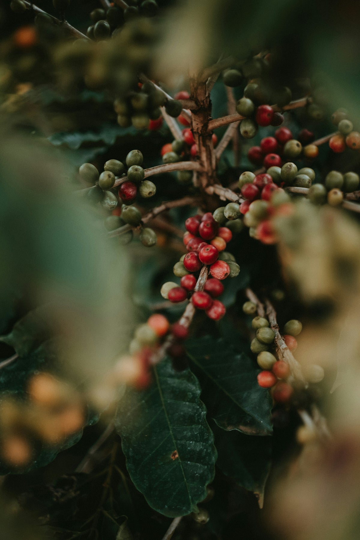 Cerezas de café maduras en el arbusto